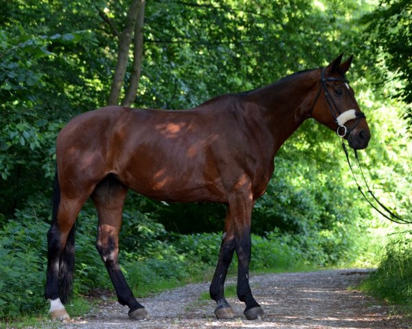 dressage horse Ebony H (Württemberger, 2003, from Epikur)