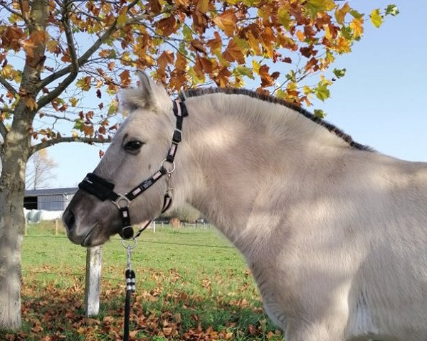 Springpferd Eekbargs Stine (Fjordpferd, 2019, von Carlsson Vom Eekbarg)