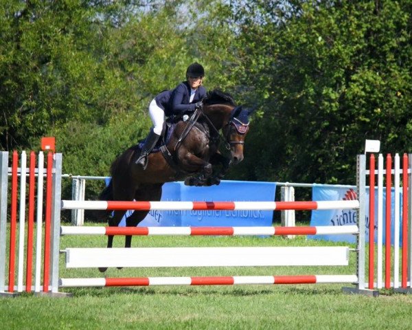 jumper Queen Maja S (Holsteiner, 2008, from Quality 9)