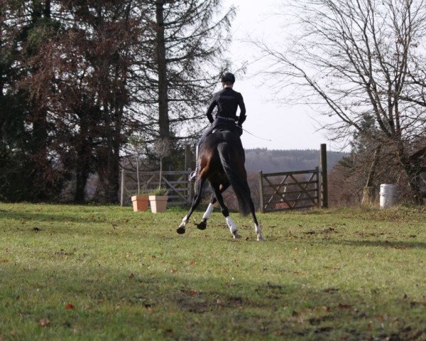 dressage horse Zabou (Hanoverian, 2015, from Blue Hors Zee Me Blue)
