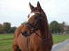 broodmare Caessedy (German Riding Pony, 1996, from FS Cocky Dundee)