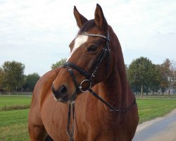 Zuchtstute Caessedy (Deutsches Reitpony, 1996, von FS Cocky Dundee)