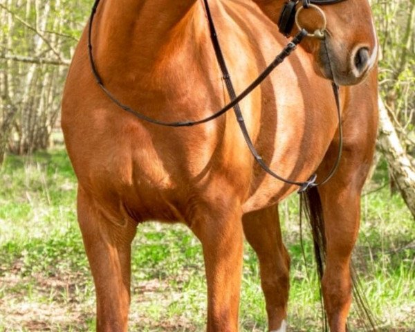 broodmare Fakhira ZW (German Sport Horse, 2015, from Faveur)