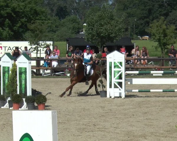 Reitturnier Kirchhellen/Stall Dieckmann 2017