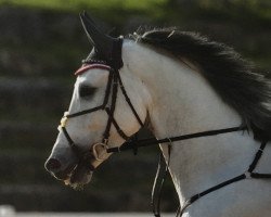 jumper Coopers Creek 6 (Oldenburg show jumper, 2012, from Zacharov Tn)