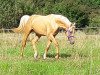 dressage horse Bernsteynzauber (German Warmblood, 2015, from Beryllium MD)