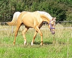 dressage horse Bernsteynzauber (German Warmblood, 2015, from Beryllium MD)