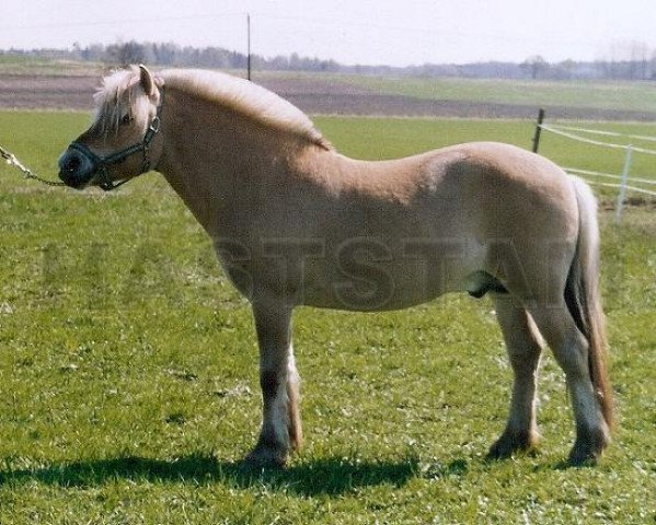 Pferd Minos (Fjordpferd, 2000, von Botvid 196 SWE)