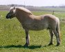 horse Minos (Fjord Horse, 2000, from Botvid 196 SWE)