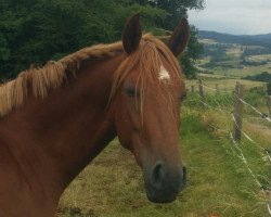 broodmare Bayala Saphira (German Warmblood, 2015, from Beryllium MD)