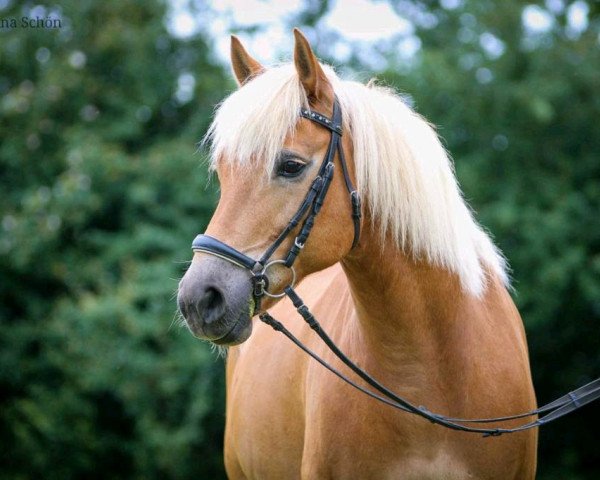 dressage horse Mister Robby (Haflinger, 2003, from Maiko)