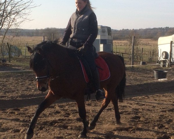 Dressurpferd Quantensprung B (Deutsches Reitpony, 2012, von Quaterback's Junior)