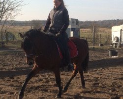 dressage horse Quantensprung B (German Riding Pony, 2012, from Quaterback's Junior)