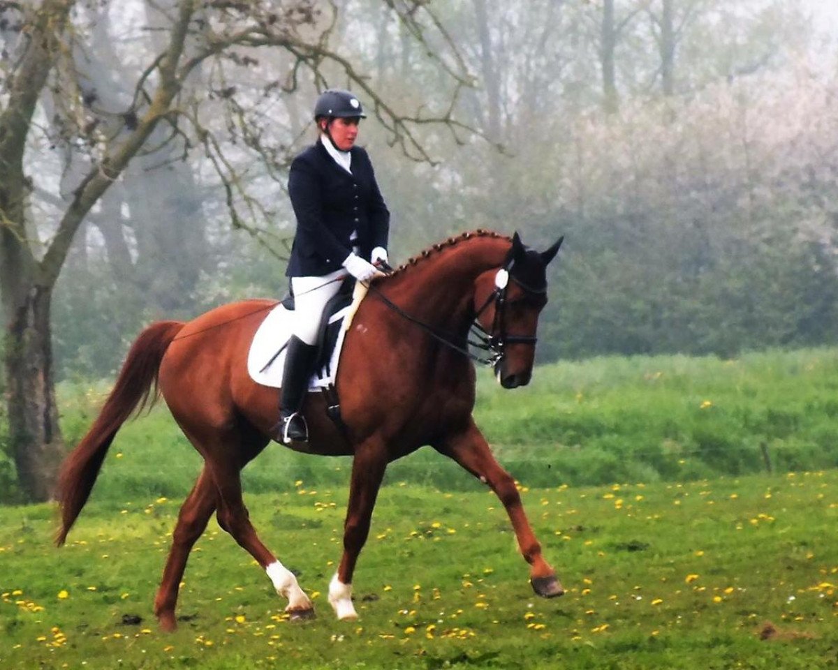 Dressurpferd Benedetto (Hannoveraner, 2007, von Brentano II)