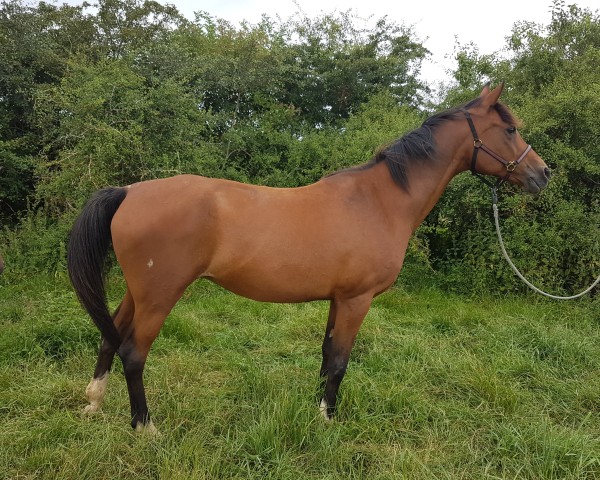 broodmare Sinai ox (Arabian thoroughbred, 1998, from Bagdad ox)