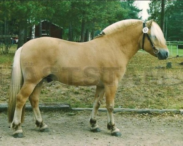 stallion Alvedon Kry (Fjord Horse, 1999, from Alexander Lukas)