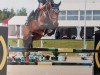 jumper Cazallo du Praz Bozon (Swiss Warmblood, 2013, from Concord Z)