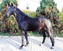 Springpferd Johnnie Walker L (KWPN (Niederländisches Warmblut), 2014, von Kannan)