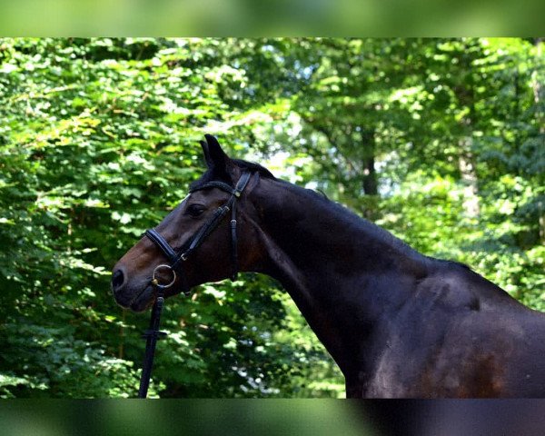 dressage horse Locarna 2 (Holsteiner, 1997, from Lorentin I)