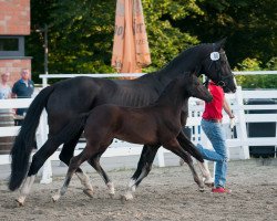 broodmare Her Highness (Hanoverian, 2006, from His Highness)