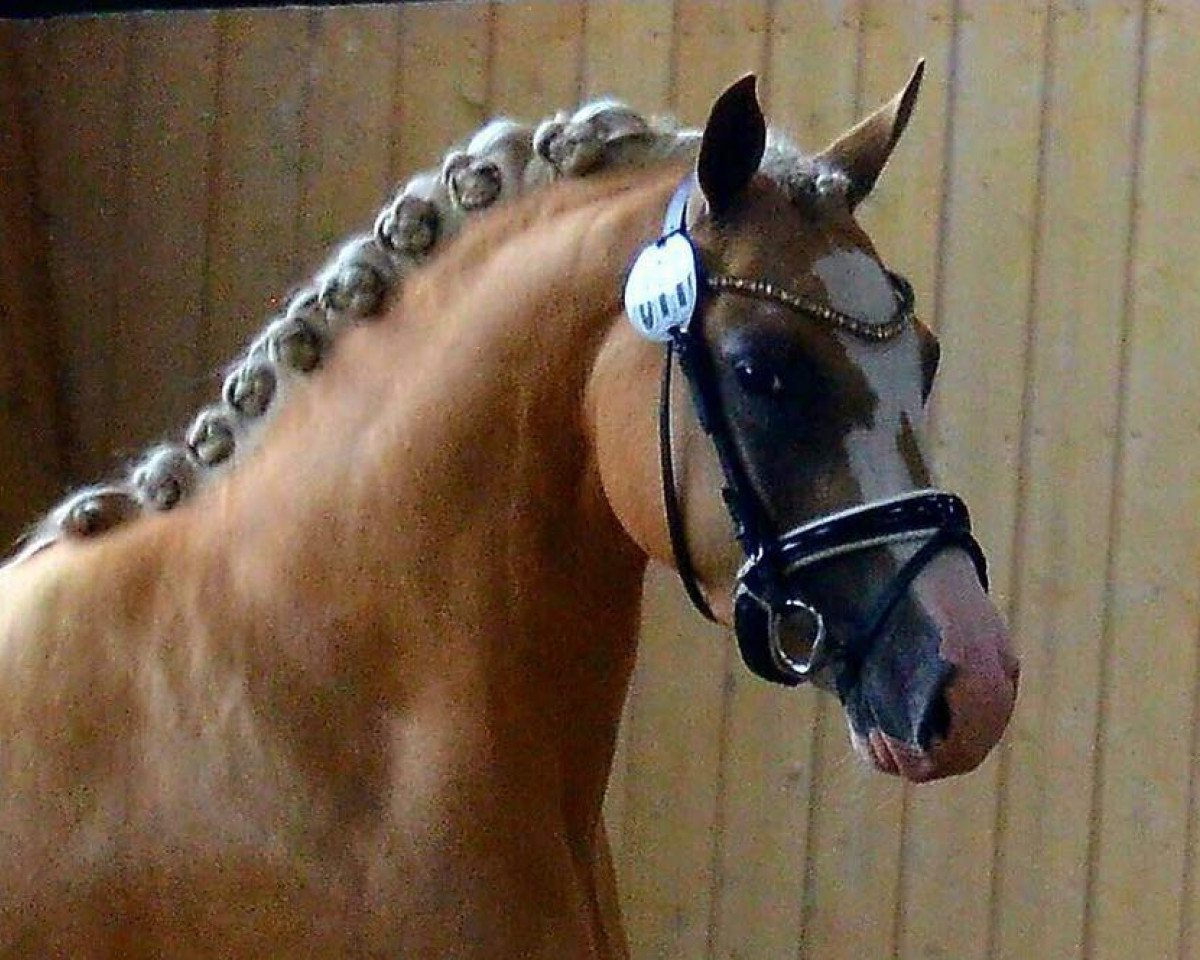 Zuchtstute Heitholms My Girl (Deutsches Reitpony, 2014, von Dylan)