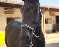 Springpferd Nigel S (Belgisches Warmblut, 2013, von Effect van den Bisschop)