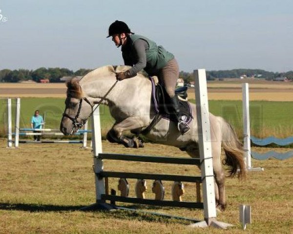 stallion Belgàrion 286 (Fjord Horse, 2007, from Max FJH 691)