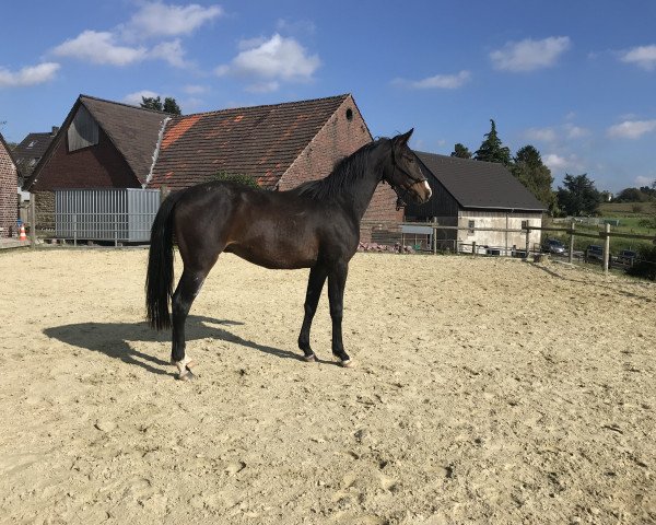 dressage horse Fluffy Unicorn (Hanoverian, 2015, from Franziskus FRH)