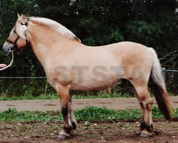 Deckhengst Tonic (Fjordpferd, 1982, von Bjørgar N.1706)