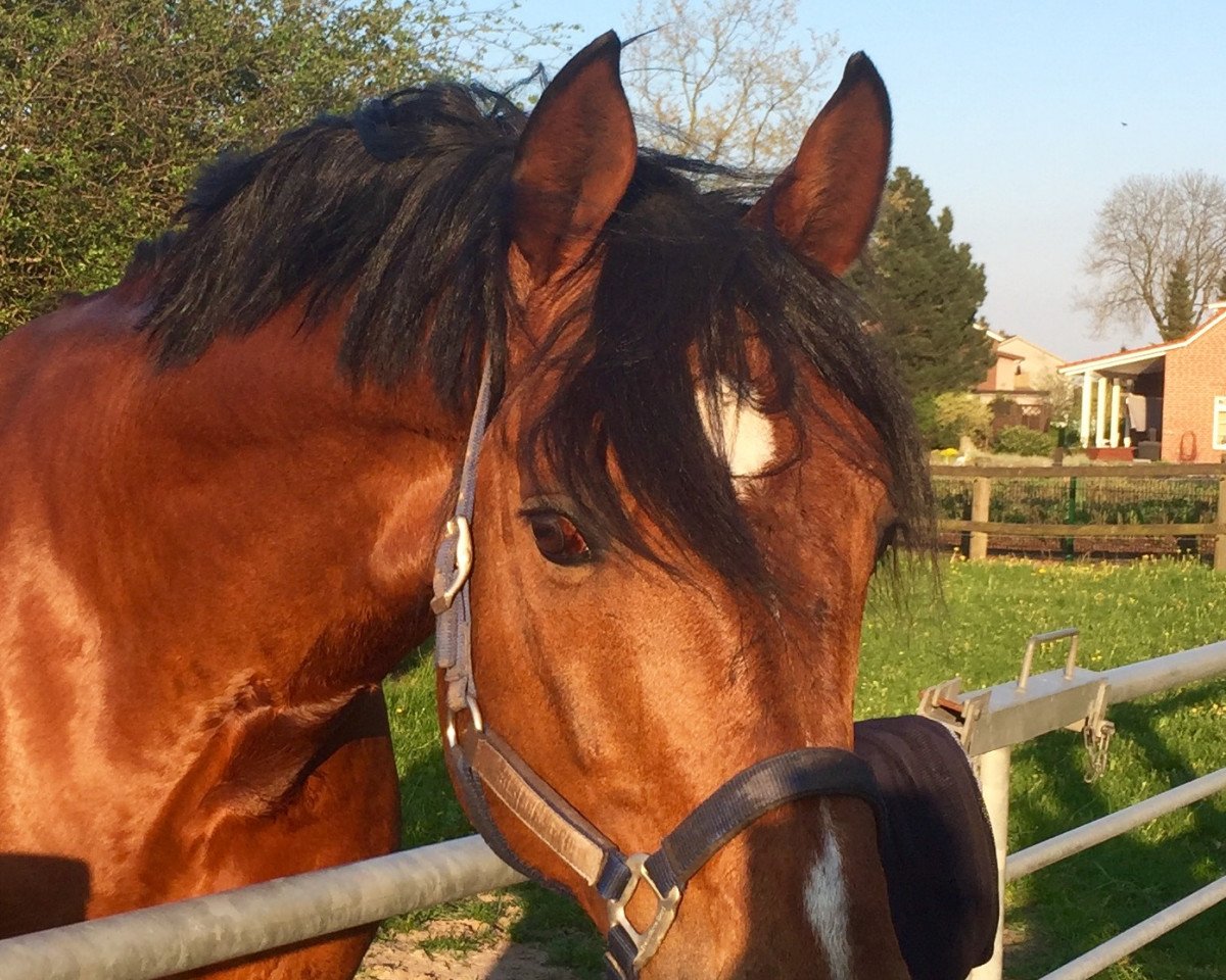 stallion Haniky (Belgian Warmblood, 2007, from Kannan)