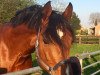 stallion Haniky (Belgian Warmblood, 2007, from Kannan)