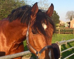 Deckhengst Haniky (Belgisches Warmblut, 2007, von Kannan)