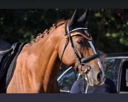 broodmare Quintana 47 (German Sport Horse, 2006, from Quaterman I)