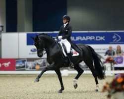 dressage horse Jojo Az (Hungarian Warmblood, 2003, from Ginus)