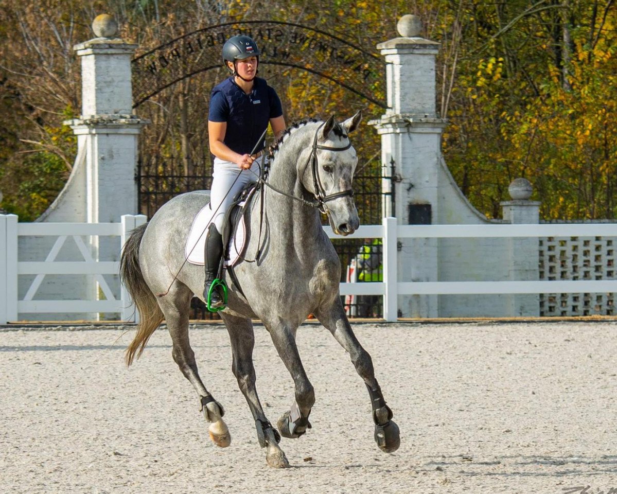 Deckhengst Blancor (Trakehner, 2017, von Adorator)