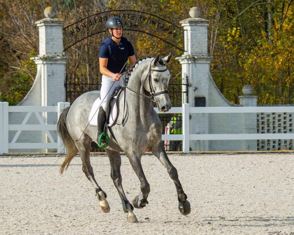 stallion Blancor (Trakehner, 2017, from Adorator)