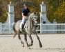 stallion Blancor (Trakehner, 2017, from Adorator)