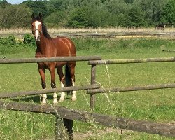 horse Pagalou (Hanoverian, 2007, from Prominenz)