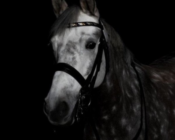 dressage horse Dornroeschen D (German Riding Pony, 2006, from FS Don't Worry)