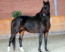 Pferd Ronja (Westfale, 2007, von Rock Forever NRW)