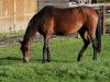 broodmare Amazing (Westphalian, 2016, from A La Carte NRW)