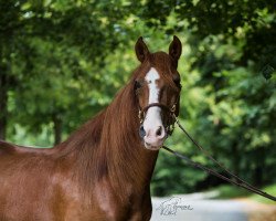 Pferd MvM Merengue (Paso Peruano, 2011, von FPT Futuro de Oro)