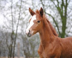 Deckhengst Valerio (Deutsches Reitpony, 2018, von Vincenzo NRW)