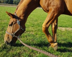 broodmare Walenzia (Hanoverian, 2000, from Walt Disney I)