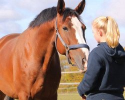 dressage horse Bandito 55 (Deutsches Sportpferd, 2009, from Blue Balou)