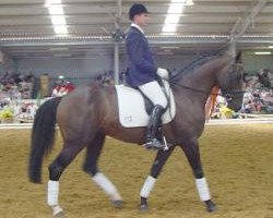 stallion Tallyho Jupiter (Trakehner, 1994, from Koritt)