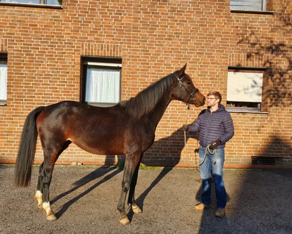 broodmare Queeny (Hanoverian, 2018, from Fürst Jazz)