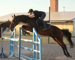 jumper Cosmopolitan 43 (Hungarian Warmblood, 2003, from Sarkcsillag)