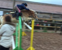 jumper Wastl 82 (Haflinger, 2014, from Belarex)