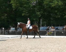 dressage horse Magnus 130 (Black Forest Horse, 2012, from Donnergroll)